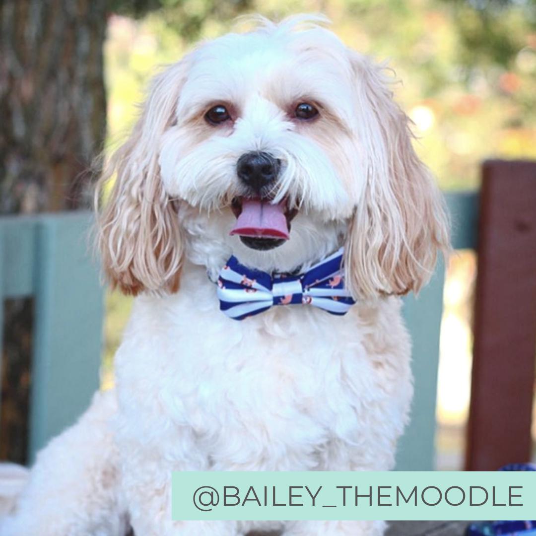 Blue and White Dog Collar with Bow Tie. Cavoodle Dog Wearing Bow Tie.
