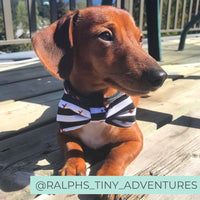 Dachshund Dog Collar with Bow Tie - Dachshund puppy wearing dog collar - Black and White Striped Dog Collar - Dog Collar for Dachshunds