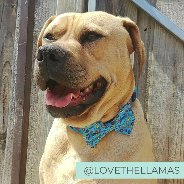 Dog wearing blue dog collar with bow tie