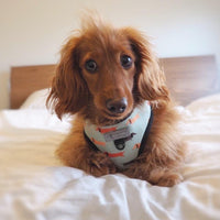 Dachshund Dog Harness - Dachshund Wearing Dog Harness - Best Dog Harness for Dachshunds