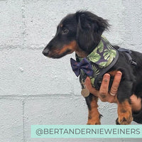 Dachshund Dog Wearing Dog Harness Shirt with tropical print and bow tie designed in Australia. Dog party shirt harness. Summer fashion dog harness. 