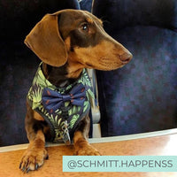 Dog wearing Dog Harness Shirt with tropical print and bow tie 