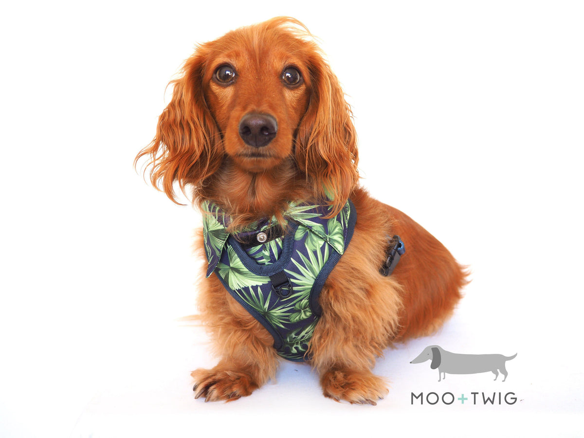 Dog Harness Shirt with tropical print and bow tie designed in Australia. Dog party shirt harness. Summer fashion dog harness. 
