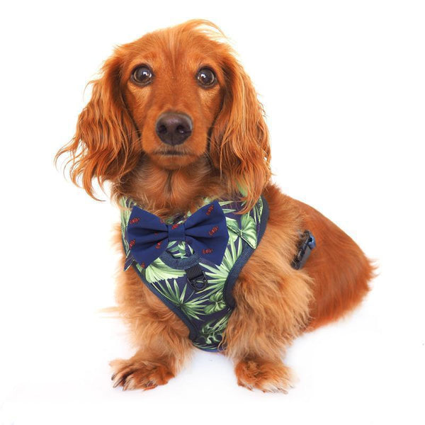 Dog wearing Dog Harness Shirt with tropical print and blue bow tie 