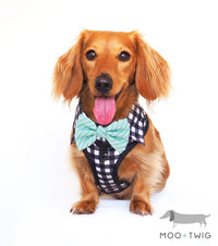 Dachshund Dog wearing Dog Harness Shirt with Gingham Print and Mint Bow Tie