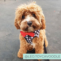 Cavoodle Dog wearing Dog Harness Shirt with Gingham Print and Red Bow Tie designed in Australia. Work and wedding outfit for dogs. Designed in Australia.
