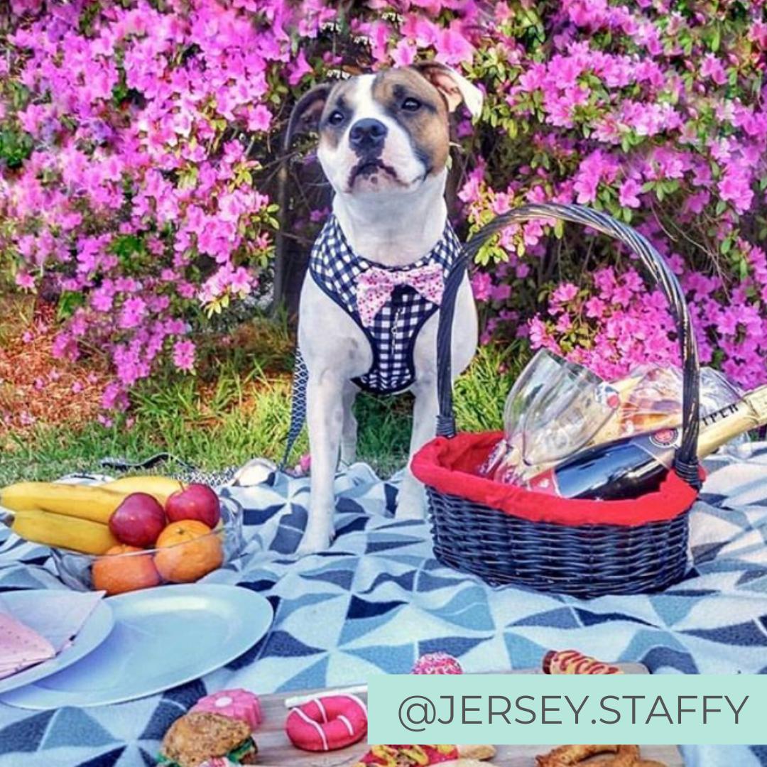 Staffy Dog wearing Dog Harness Shirt with Gingham Print and Pink Bow Tie designed in Australia having a birthday picnic