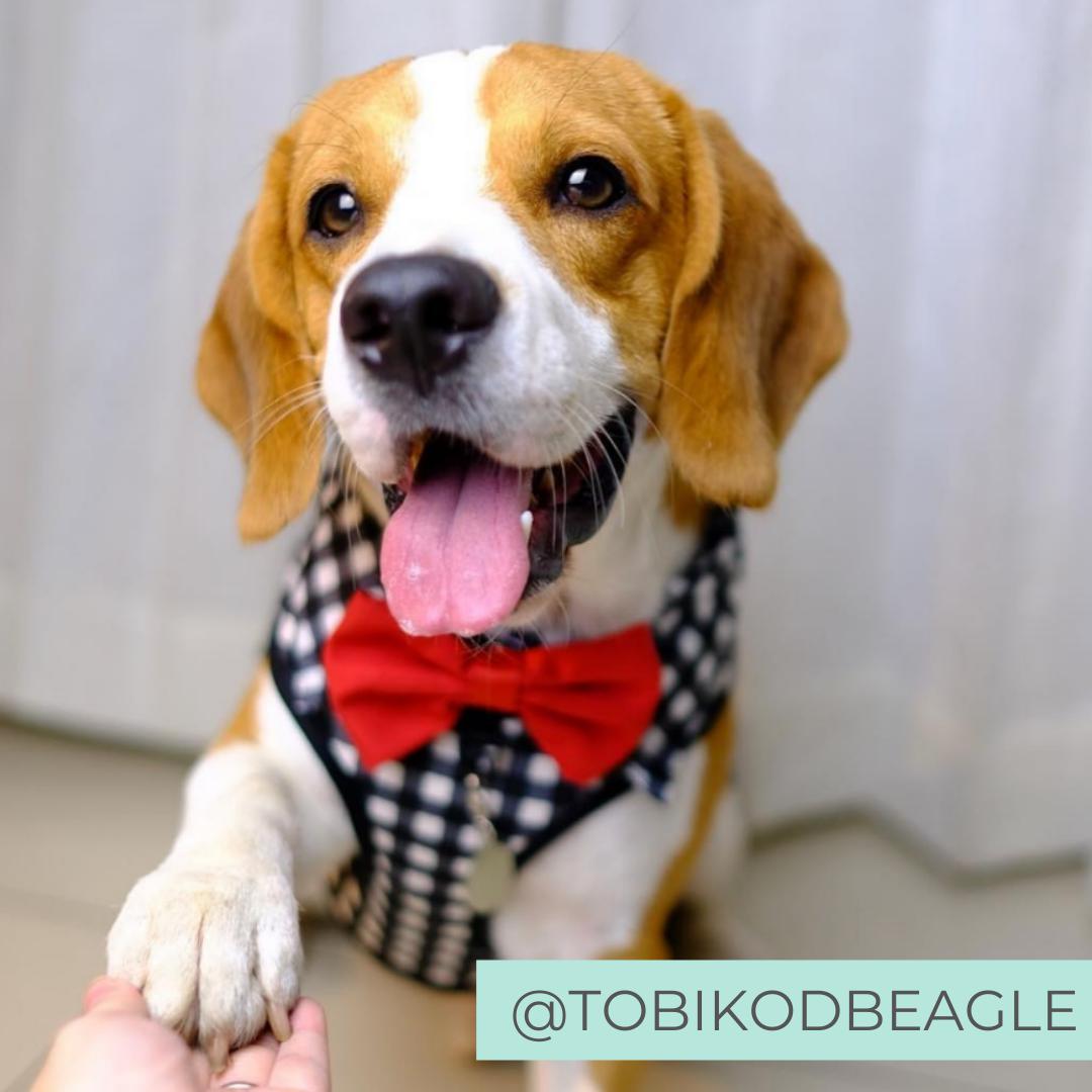 Beagle Dog wearing Dog Harness Shirt with Gingham Print and Red Bow Tie designed in Australia shaking hands
