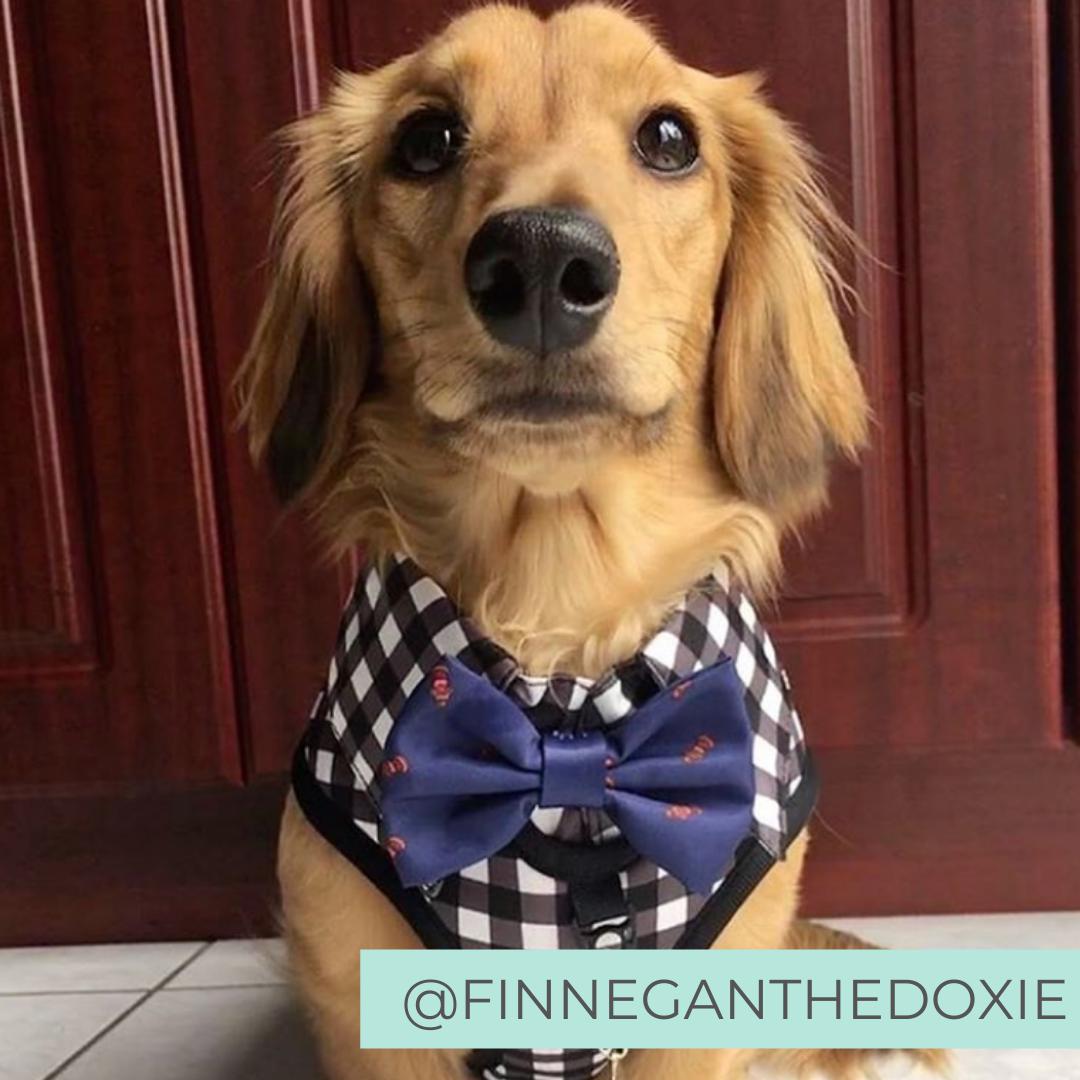 Dachshund Dog wearing Dog Harness Shirt with Gingham Print and Blue Bow Tie designed in Australia