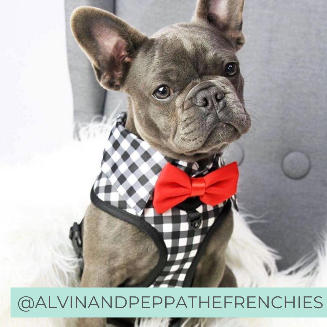 French Bulldog wearing Dog Harness Shirt with Gingham Print and Red Bow Tie. Work and wedding outfit for dogs. Designed in Australia.
