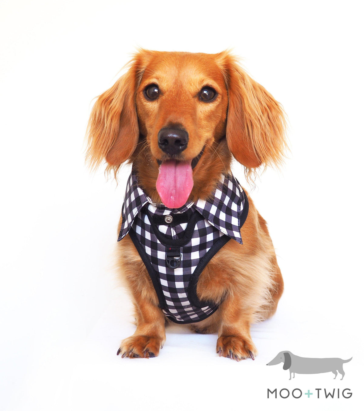 Dachshund Dog wearing Dog Harness Shirt with Gingham Print and Red Bow Tie. Work and wedding outfit for dogs. Designed in Australia.