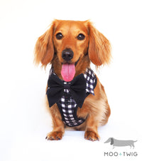 Dachshund Dog wearing Dog Harness Shirt with Gingham Print and Black Bow Tie. Work and wedding outfit for dogs. Designed in Australia.