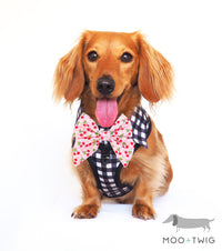 Dachshund Dog wearing Dog Harness Shirt with Gingham Print and Pink Bow Tie. Work and wedding outfit for dogs. Designed in Australia.