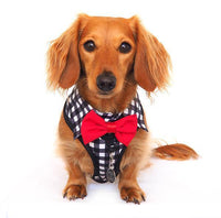 Dog wearing Dog Harness Shirt with Gingham Print and Red Bow Tie. Work and wedding outfit for dogs. Designed in Australia.
