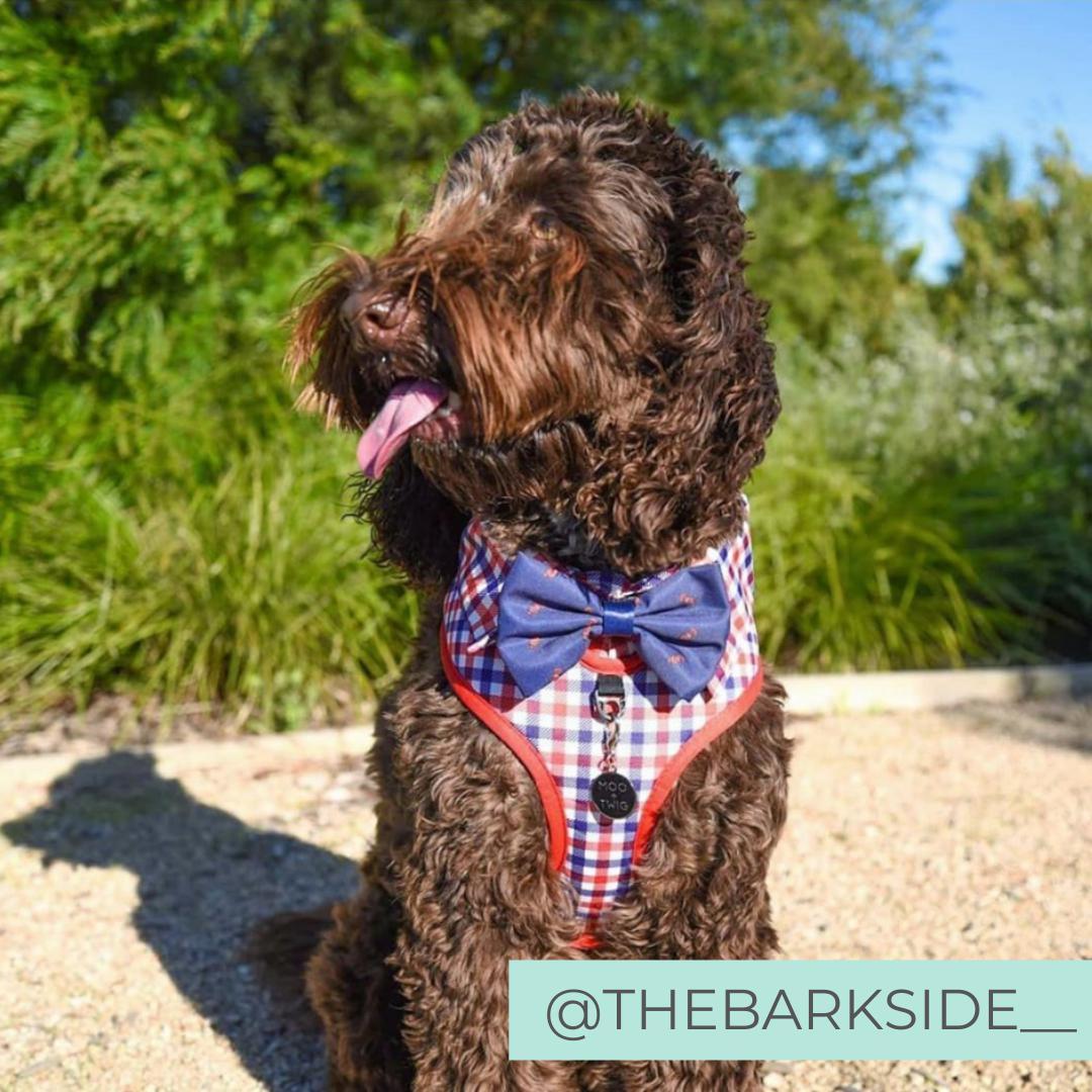 Labradoble wearing Checkered Blue Red White Shirt Dog Harness with Bow Tie Designed in Australia. Work and wedding outfit for dogs.