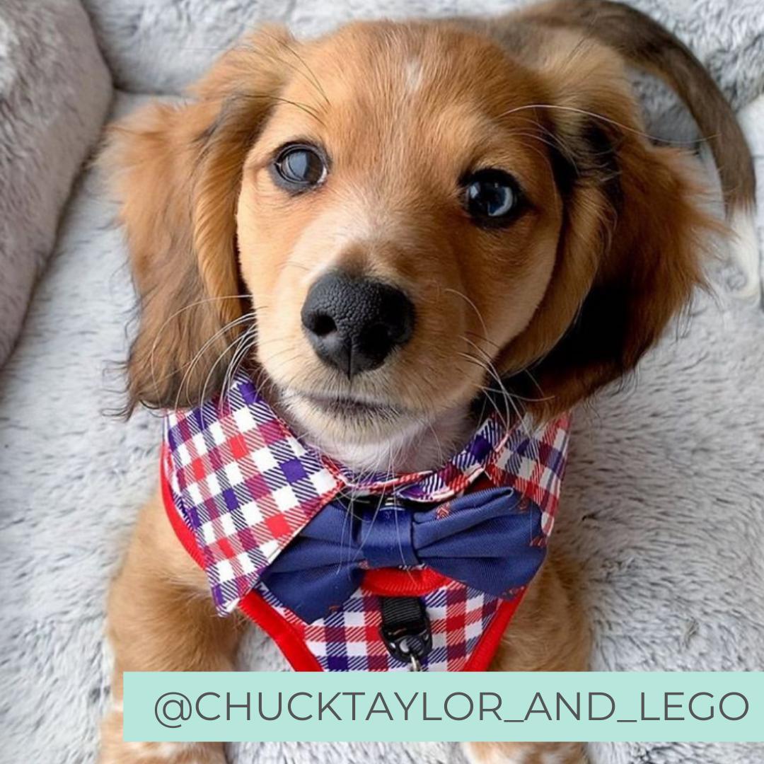 Dachshund puppy wearing Checkered Blue Red White Shirt Dog Harness with Bow Tie Designed in Australia. Work and wedding outfit for dogs.