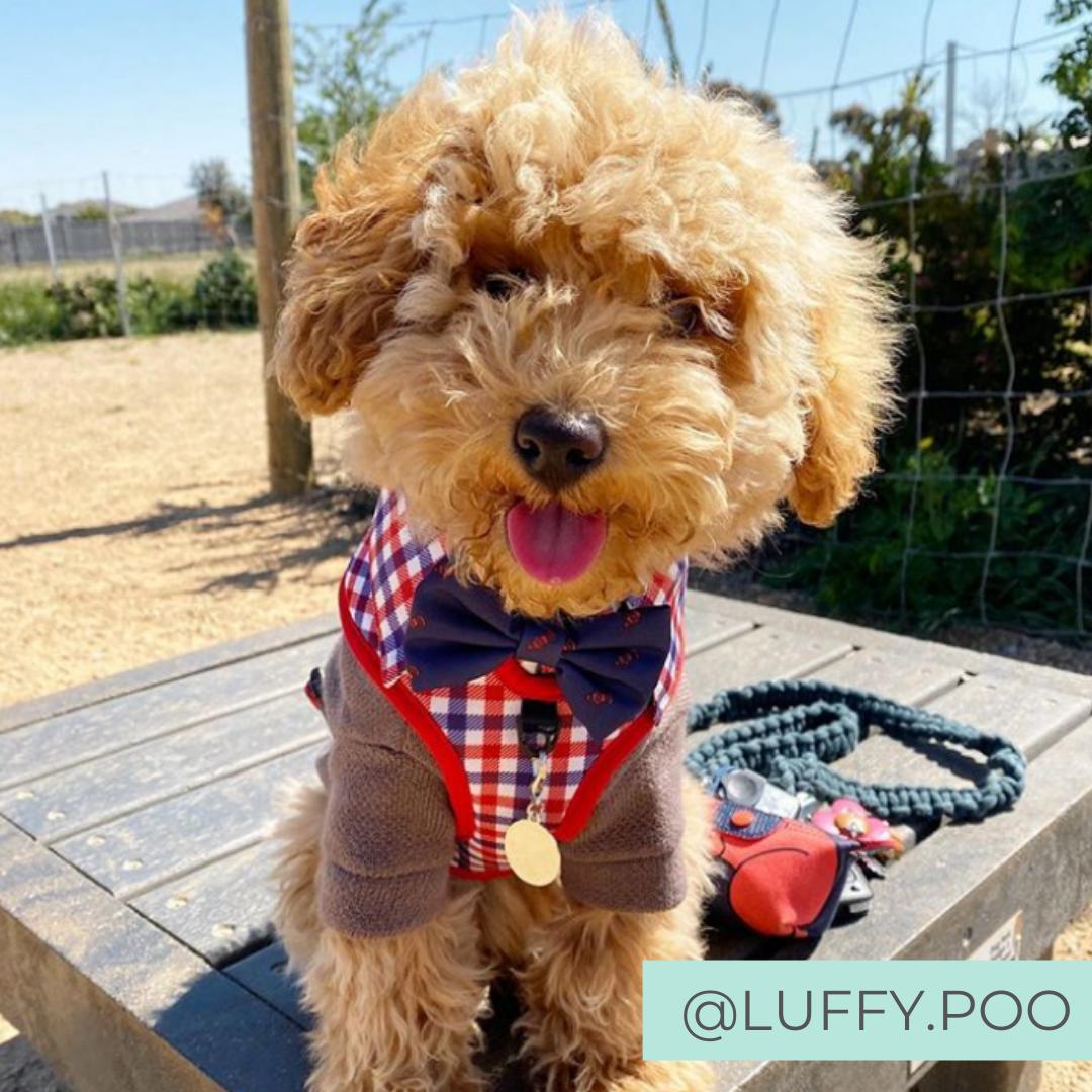 Poodle wearing Checkered Blue Red White Shirt Dog Harness with Bow Tie Designed in Australia. Work and wedding outfit for dogs.