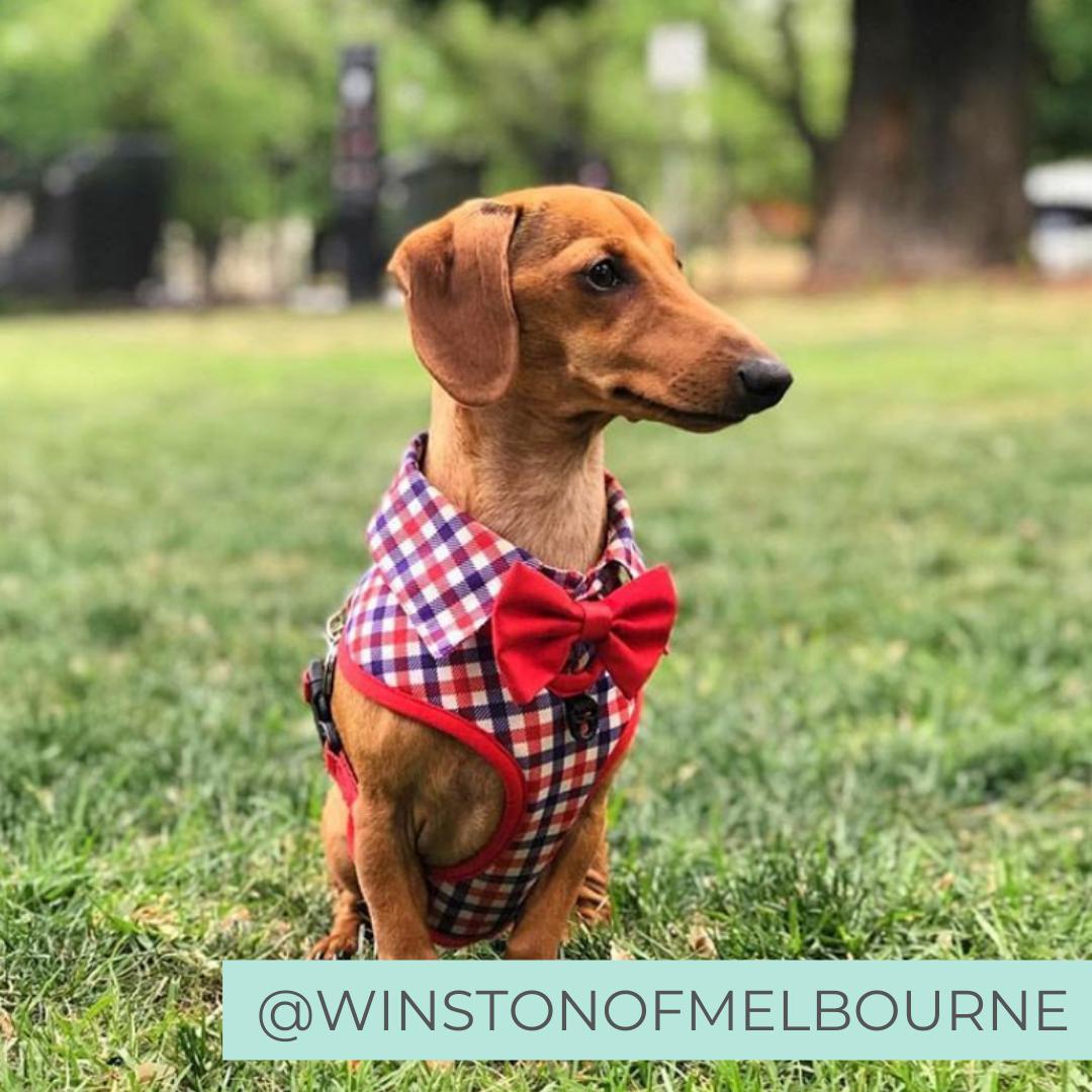 Dachshund wearing Checkered Blue Red White Shirt Dog Harness with Bow Tie Designed in Australia. Work and wedding outfit for dogs.