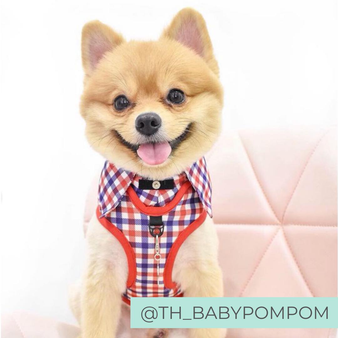 Pomeranian wearing Checkered Blue Red White Shirt Dog Harness with Bow Tie Designed in Australia. Work and wedding outfit for dogs.