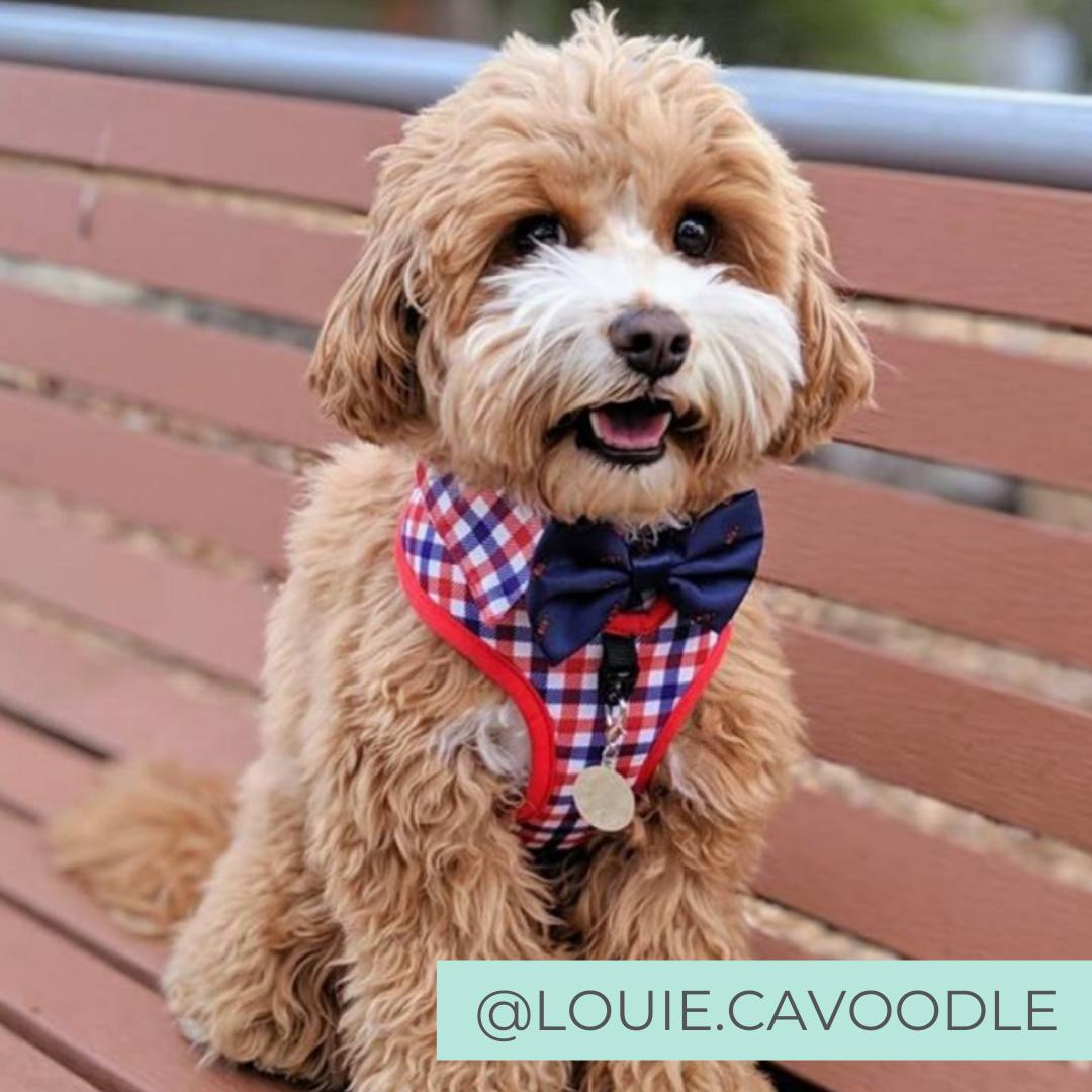 Cavooding wearing Checkered Blue Red White Shirt Dog Harness with Fire Hydrant Bow Tie Designed in Australia. Work Wedding outfit for Dogs.
