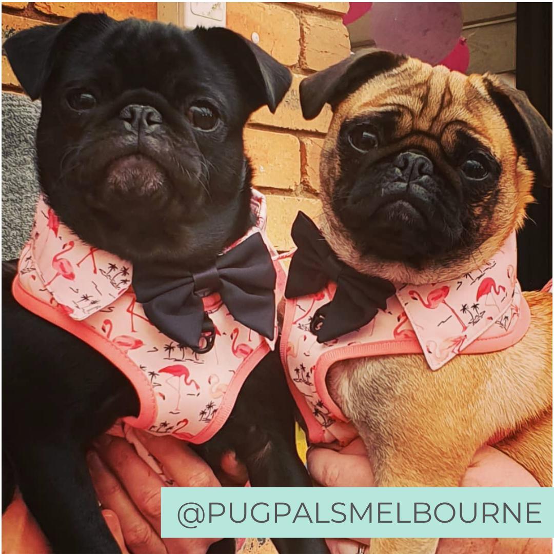 Pugs wearing Pink Party shirt Dog Harness with flamingo print and bow tie. Dog party shirt outfit. Summer dog harness designed in Australia.
