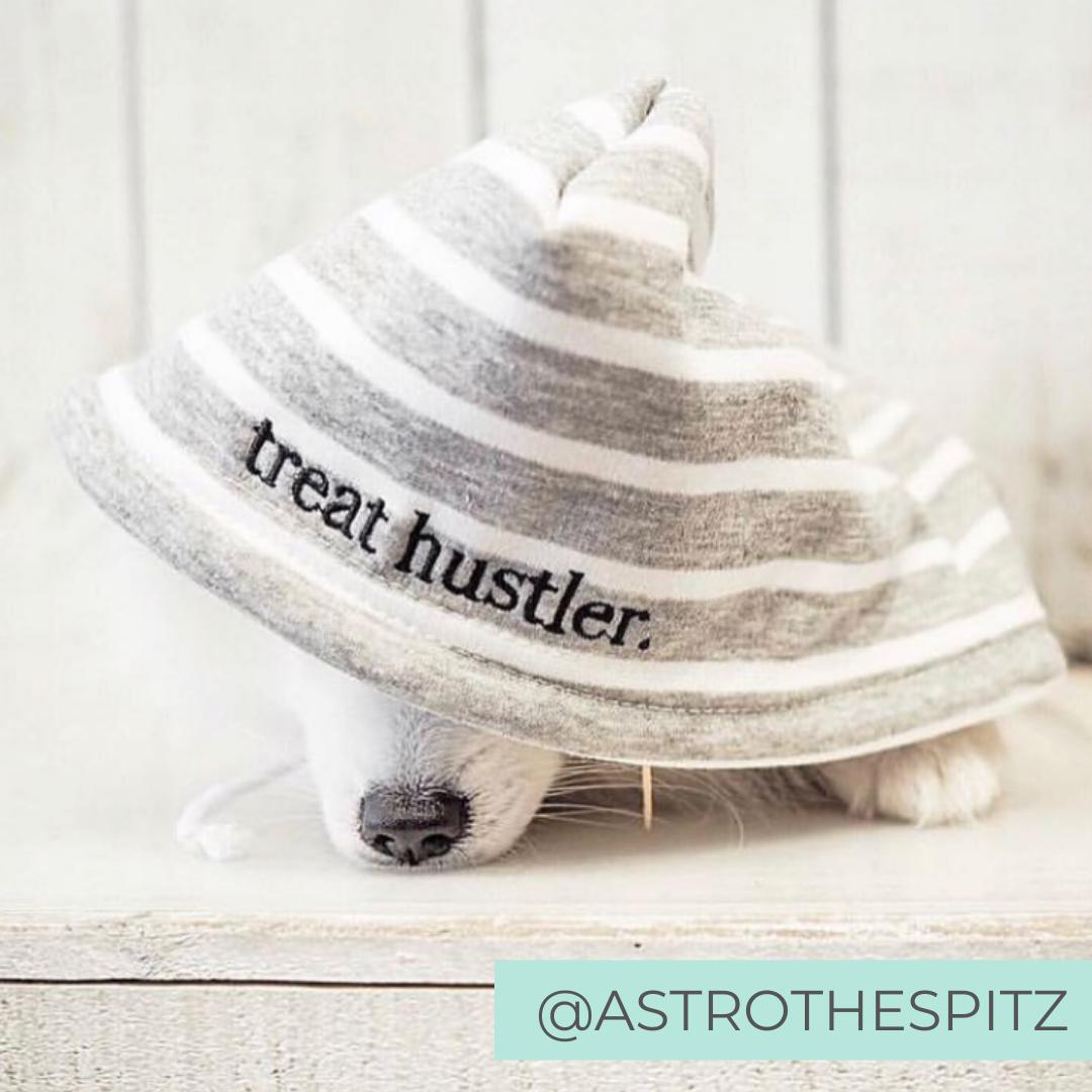Dog Wearing Grey Striped Comfy Dog Hoodie with Text 'Treat Hustler'