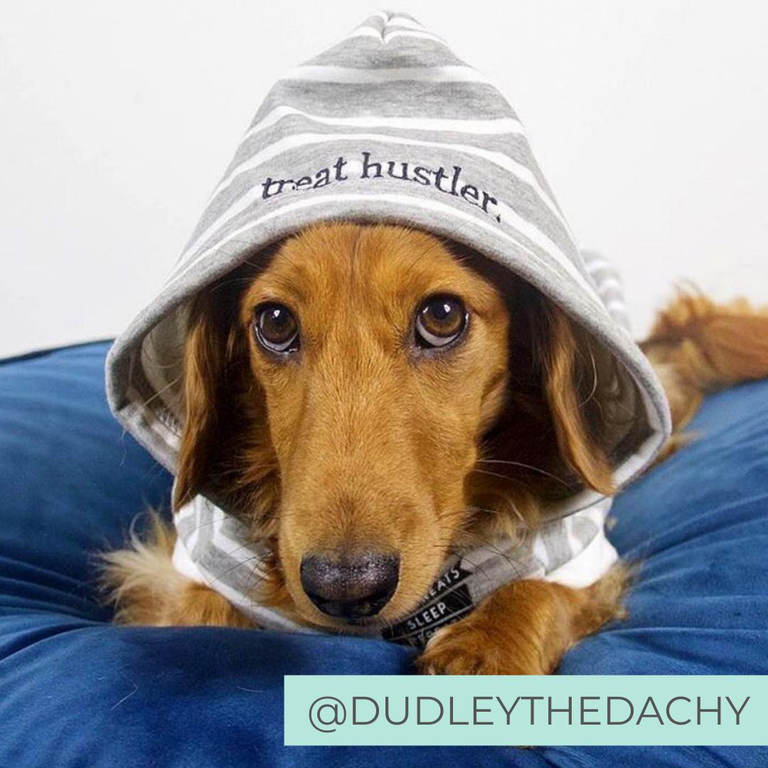 Dog Wearing Grey Striped Comfy Dog Hoodie with Text 'Treat Hustler' and 'Eat Treats, Sleep, Repeat'