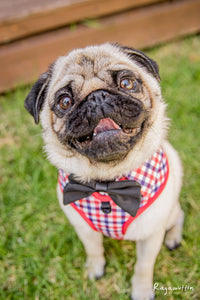 Pug adoption photo. Rescue pug dog wearing gingham checkered dog harness with black bow tie