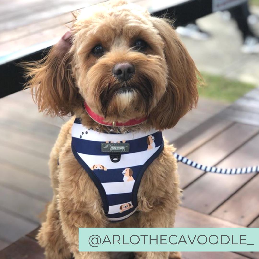 Reversible Dog Harness for Cavoodles, Groodles, Cavapoos, Goldendoodles, Labradoodles. Cavoodle wearing dog harness with Cavoodle print. Best dog harness for cavoodles.
