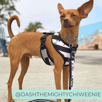 Reversible Dog Harness - Black and White Stripe Dachshund Dog Harness - Best Harness for Dachshunds - Dachshund Dog Harness - Dachshund wearing dog harness