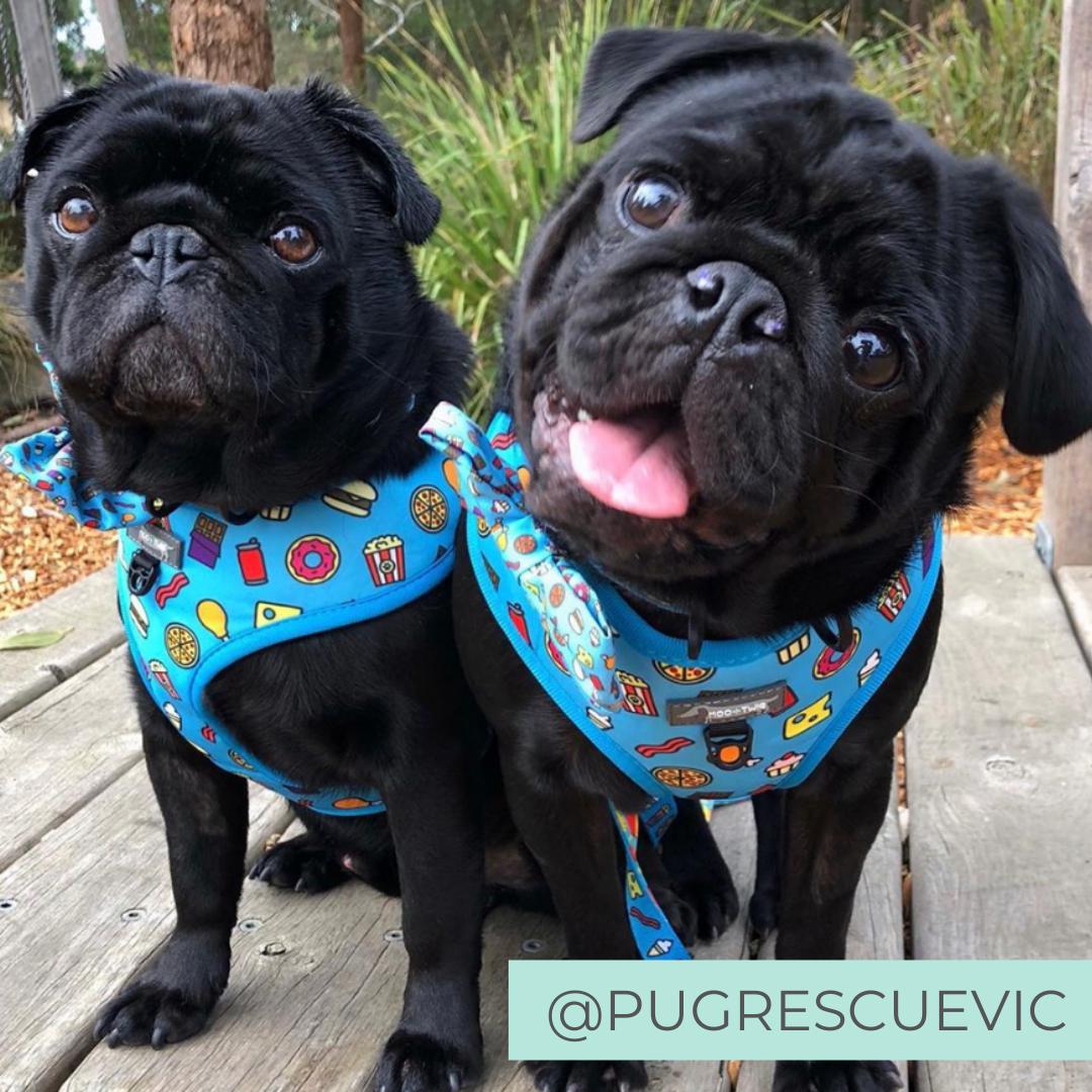Pugs wearing Blue dog harness with junk food and french fries designed in Australia