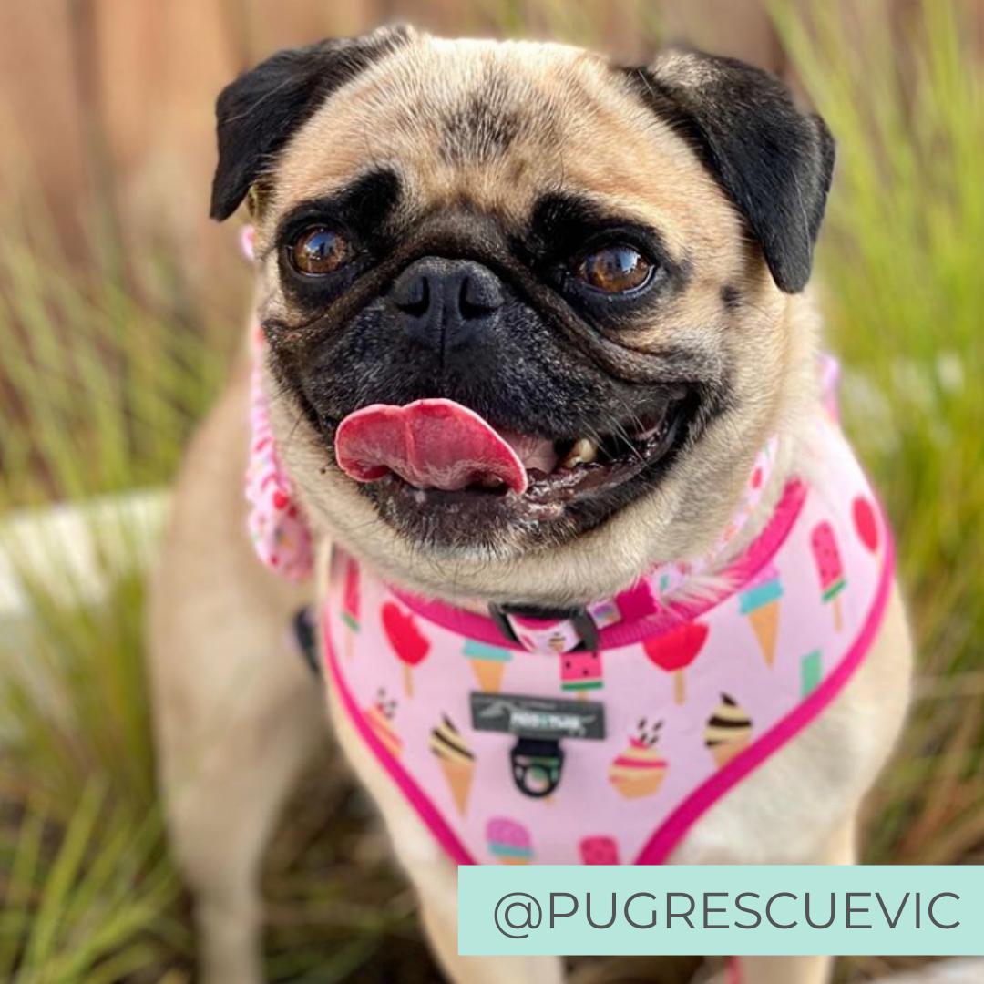 Dog wearing Pink dog harness with ice cream and donut sprinkles designed in Australia.
