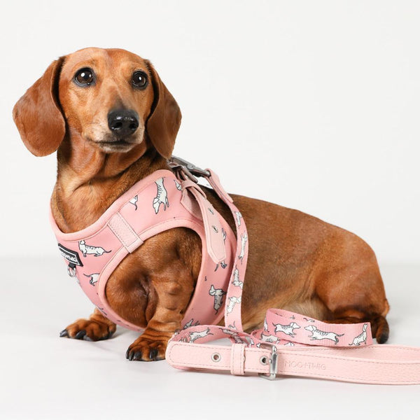 Vegan Leather Dog Leash - Adjustable Dachshund Leash - Cafe Dog Leash - Leash with dachshund print - Dog Leash Australia