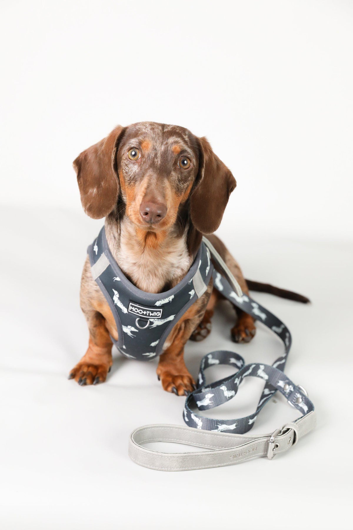 Vegan Leather Dog Leash - Adjustable Dachshund Leash - Cafe Dog Leash - Leash with dachshund print - Dog Leash Australia