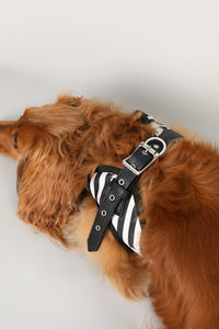 Dachshund Harness, Dachshund wearing dog harness, Miniature dachshund harness, Step In Dog Harness for Dachshunds, Dog Harness Australia, Sausage Dog Wearing best harness for dachshunds