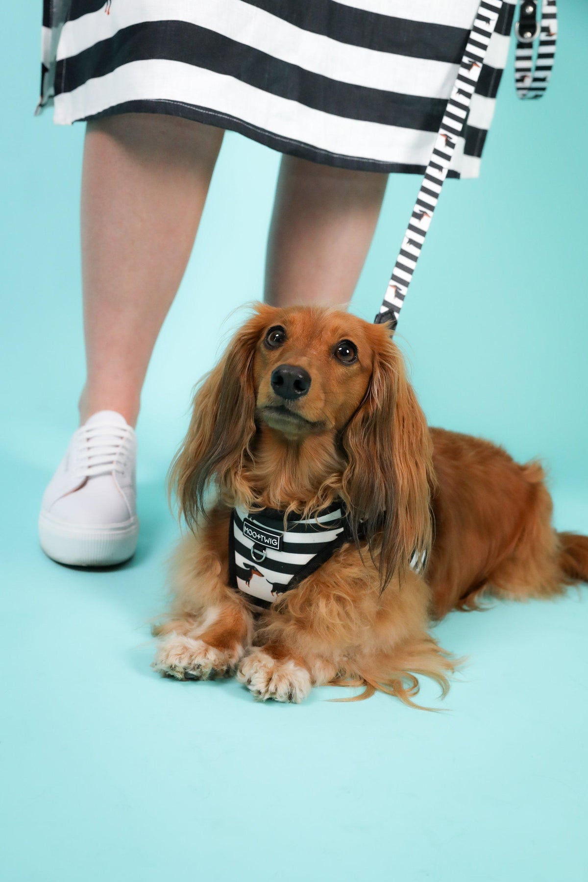 Dachshund Harness, Dachshund wearing dog harness, Miniature dachshund harness, Step In Dog Harness for Dachshunds, Dog Harness Australia, Sausage Dog Wearing best harness for dachshunds